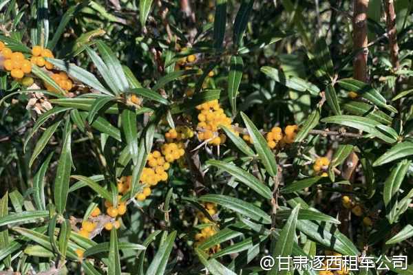 淡季包車有折扣嗎？比如11月？  