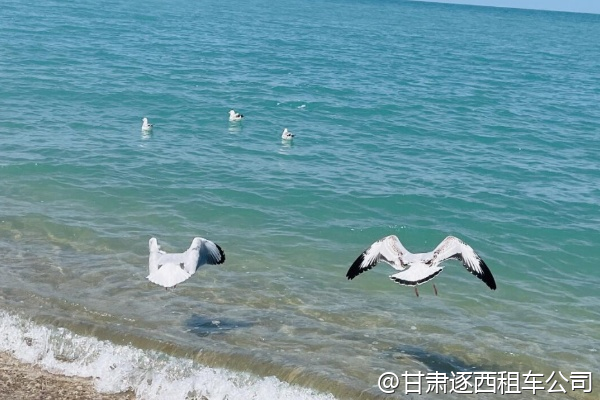 甘肅研學(xué)游，有沒有針對中小學(xué)生的絲綢之路講解？  