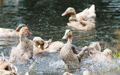 夏季肉鴨關(guān)鍵飼養(yǎng)管理要點(diǎn)（技術(shù)指導(dǎo)）